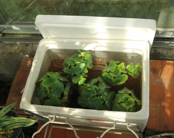 冬越し対策 おもとや草花そしてメダカ 冬越し対策 おもとや草花そしてメダカ