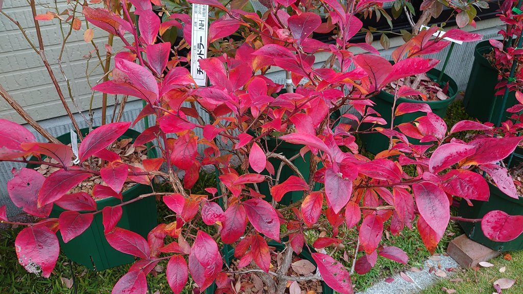 鉢植えブルーベリーの紅葉グラデーション in 広島市_d0358272_21075762.jpg