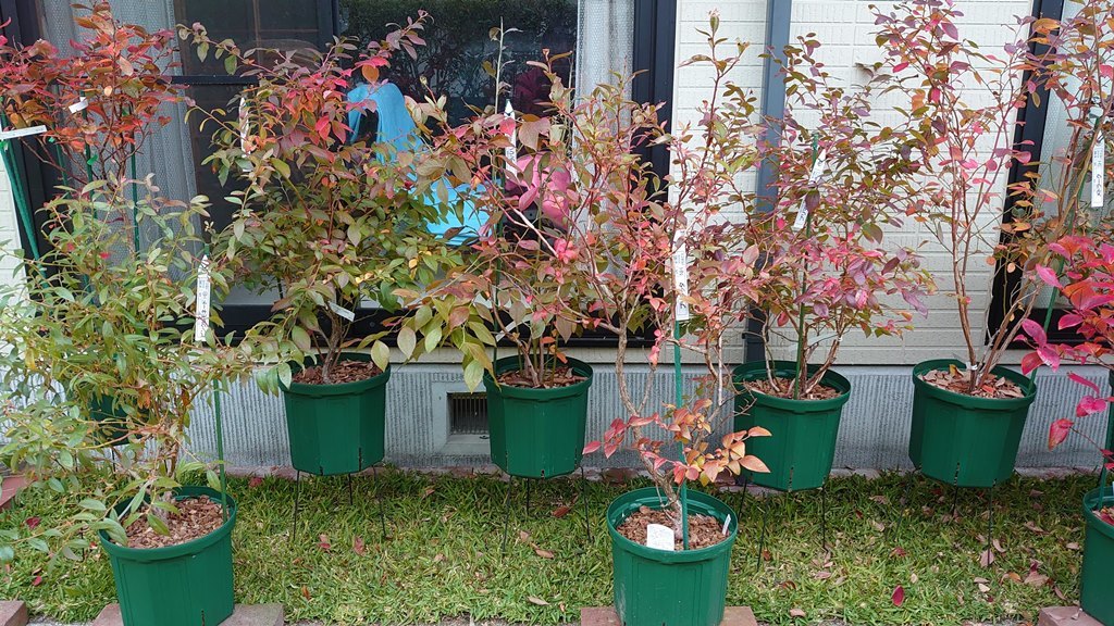 鉢植えブルーベリーの紅葉グラデーション in 広島市_d0358272_21081878.jpg