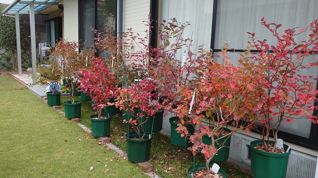 鉢植えブルーベリーの紅葉グラデーション in 広島市_d0358272_21085248.jpg