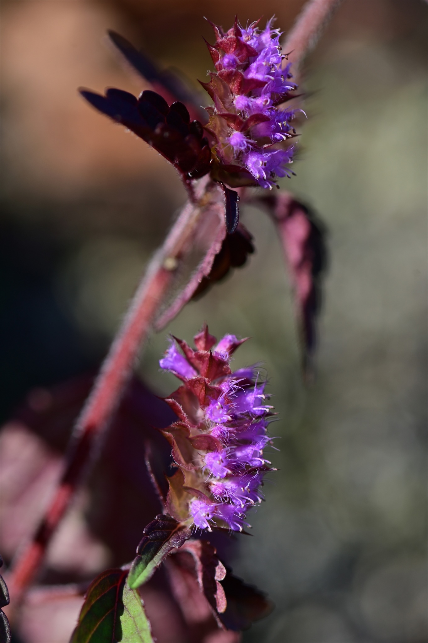 御岳山 大塚山 氷の花 野の花山の花ウォッチング In 奥多摩