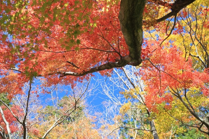 紅葉のつづき・・・(4229)_e0349324_07593847.jpg