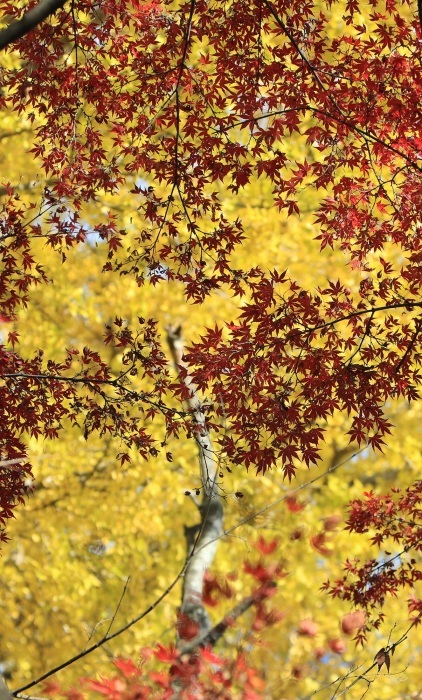 紅葉のつづき・・・(4229)_e0349324_08010784.jpg