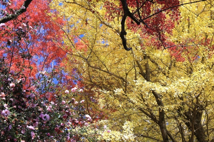 紅葉のつづき・・・(4229)_e0349324_08020669.jpg