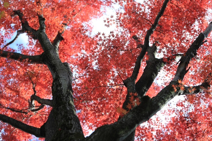 紅葉のつづき・・・(4229)_e0349324_08025188.jpg