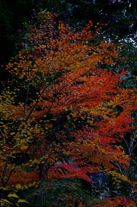 西公園の紅葉　其の一_b0409930_16094160.jpg