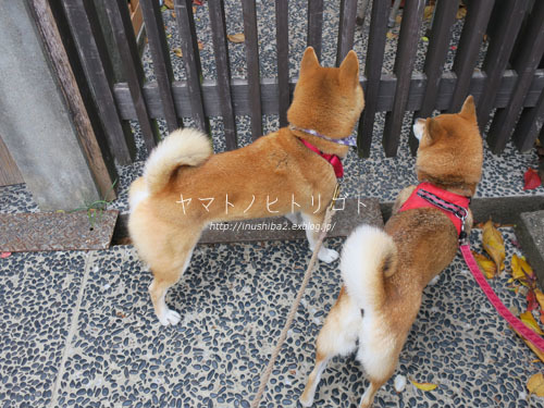 真っ赤だな_e0394031_06081899.jpg