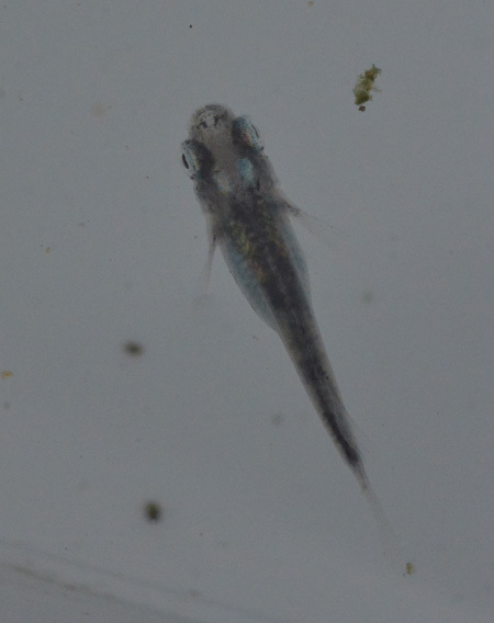このメダカって?_e0097534_19153838.jpg