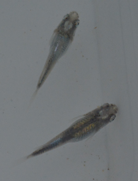 このメダカって?_e0097534_19155466.jpg