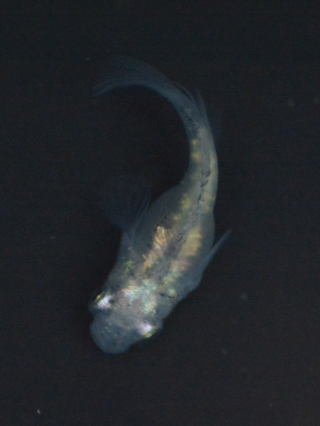 このメダカって?_e0097534_19171044.jpg