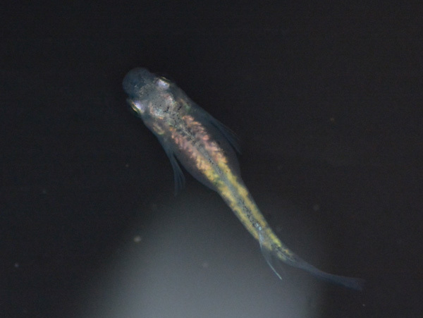 このメダカって?_e0097534_19171344.jpg