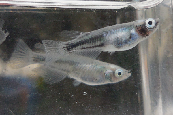 このメダカって?_e0097534_19183453.jpg