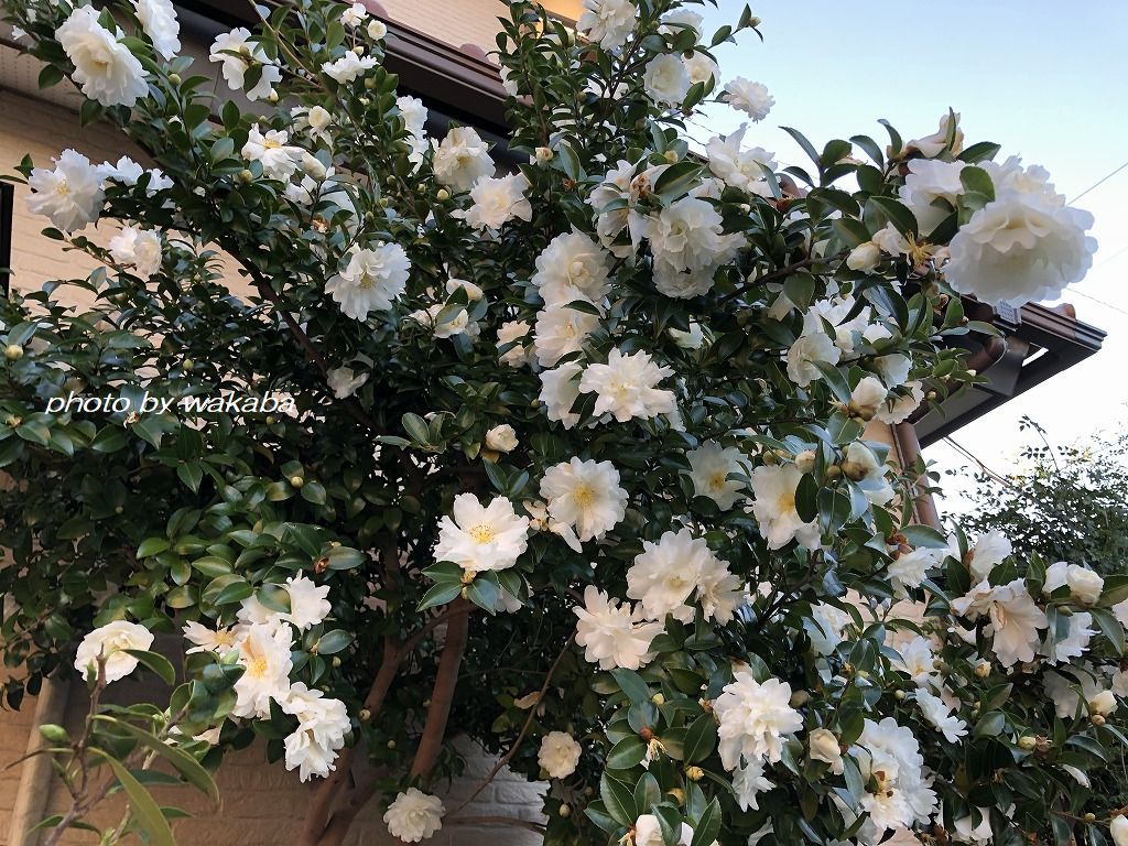 山茶花の咲く散歩道(^^♪_e0052135_17354137.jpg