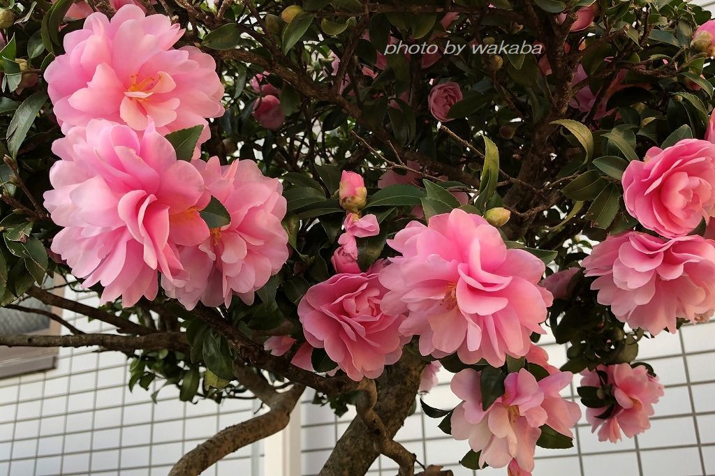 山茶花の咲く散歩道(^^♪_e0052135_17355525.jpg