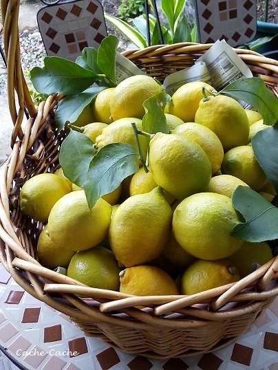 庭収穫のレモンで・・・ティータイム♪_d0319943_07445983.jpg