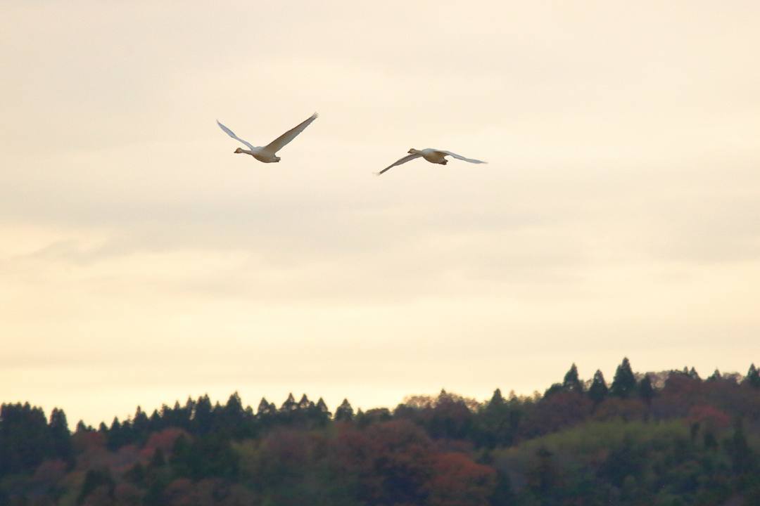 白鳥総集編2019~2020 その4_e0403850_22105204.jpg
