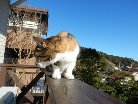 ’19,12,3(火)トルコのエフェソス遺跡の猫ちゃん!_f0060461_10321761.jpg