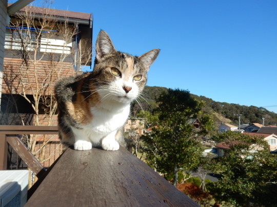 ’19,12,3(火)トルコのエフェソス遺跡の猫ちゃん!_f0060461_10325635.jpg