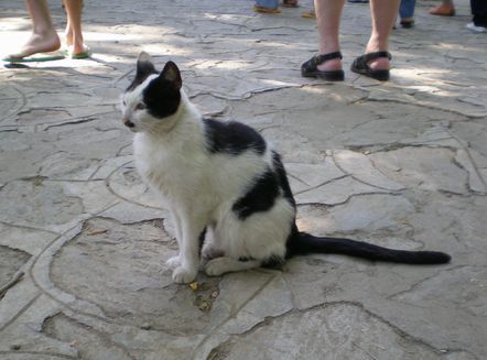 ’19,12,3(火)トルコのエフェソス遺跡の猫ちゃん!_f0060461_10430490.jpg