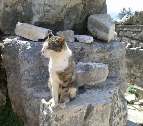 ’19,12,3(火)トルコのエフェソス遺跡の猫ちゃん!_f0060461_10491251.jpg