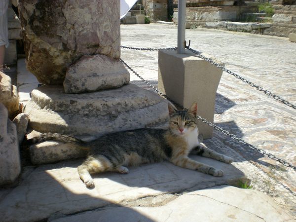 ’19,12,3(火)トルコのエフェソス遺跡の猫ちゃん!_f0060461_10512501.jpg