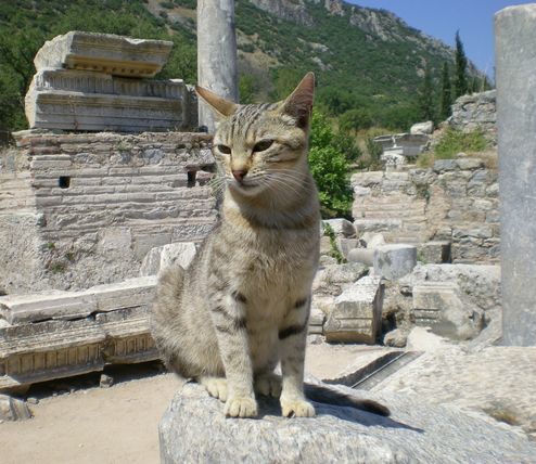 ’19,12,3(火)トルコのエフェソス遺跡の猫ちゃん!_f0060461_10523921.jpg