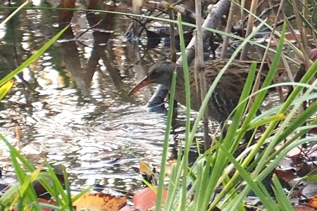 ★冬鳥が増えてきました・・・先週末の鳥類園(2019.11.30~12.1)_e0046474_14293375.jpg