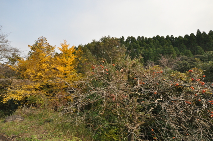 霧島神宮　付近　紅葉　１９１１２６　００６_a0043276_04203733.jpg