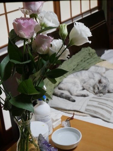 モンちゃんのケアレッスン_f0054677_07242176.jpeg