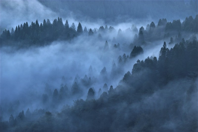 霧深い森 幻に魅せられて