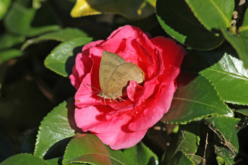 ムラサキシジミ 紅いサザンカで憩う_d0353091_16005239.jpg