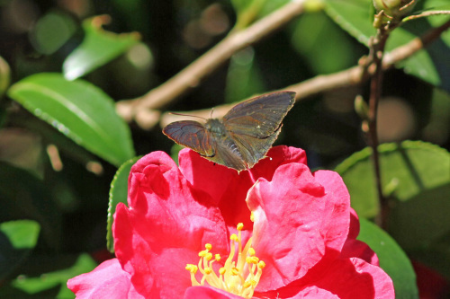 ムラサキシジミ 紅いサザンカで憩う_d0353091_16065189.jpg
