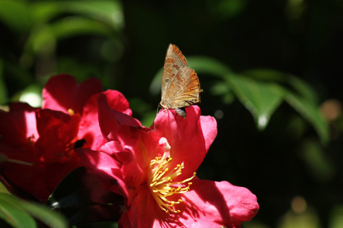ムラサキシジミ 紅いサザンカで憩う_d0353091_16102887.jpg