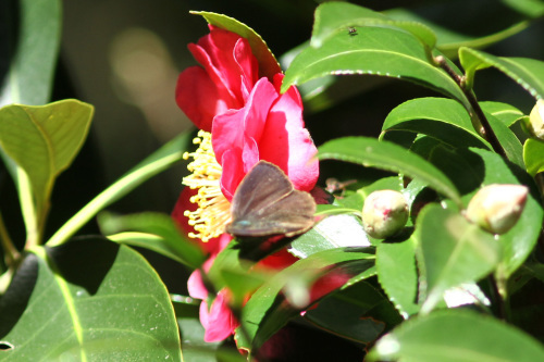 ムラサキシジミ 紅いサザンカで憩う_d0353091_16120267.jpg