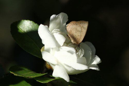 ムラサキシジミ 紅いサザンカで憩う_d0353091_16155173.jpg