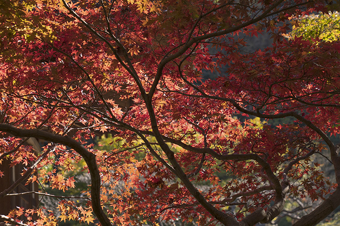 特別拝観・鎌倉長寿寺の紅葉 _b0145398_22591841.jpg