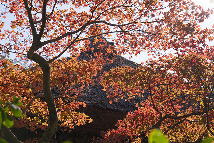 特別拝観・鎌倉長寿寺の紅葉 _b0145398_22594190.jpg