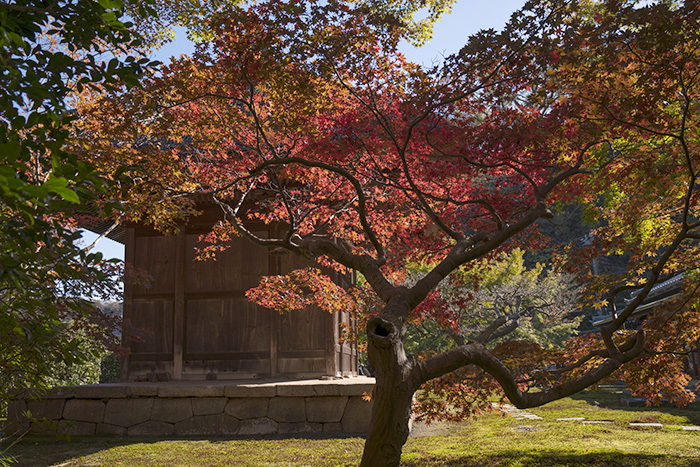 特別拝観・鎌倉長寿寺の紅葉 _b0145398_23013960.jpg