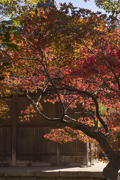 特別拝観・鎌倉長寿寺の紅葉 _b0145398_23293462.jpg