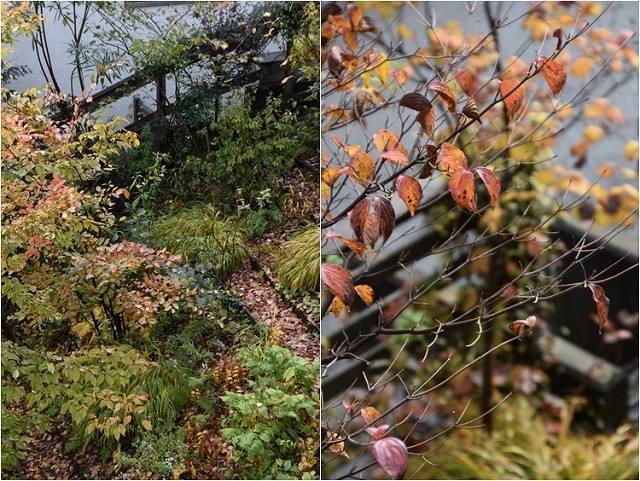 「緑でつながる庭づくり 秋編」開催しました!_c0124100_13050556.jpg