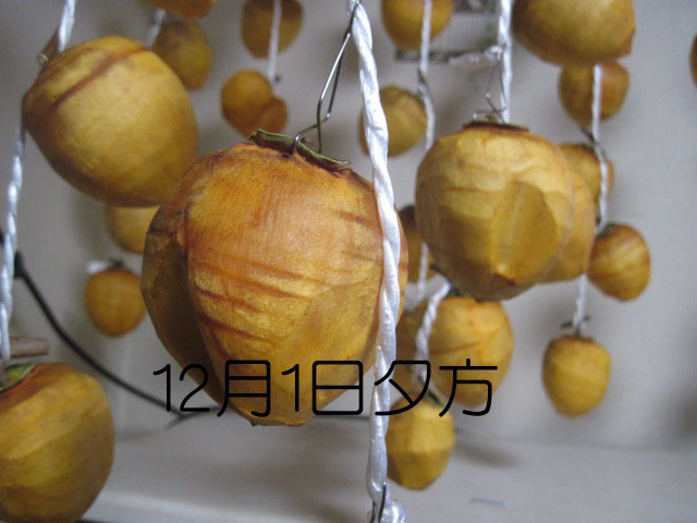 干し柿の経過_a0023916_18101621.jpg