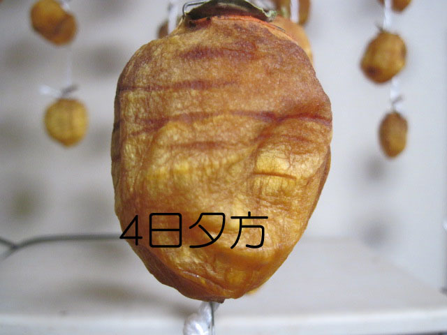 干し柿の経過_a0023916_18150378.jpg