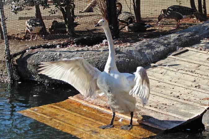 1月の井の頭分園～オオハクチョウの若鳥と水生物館_b0355317_21522497.jpg