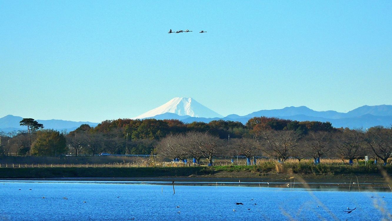 今朝もハクチョウが富士山上を飛んだ♪・・・多々良沼の富士山ビューポイント_a0031821_11442781.jpg