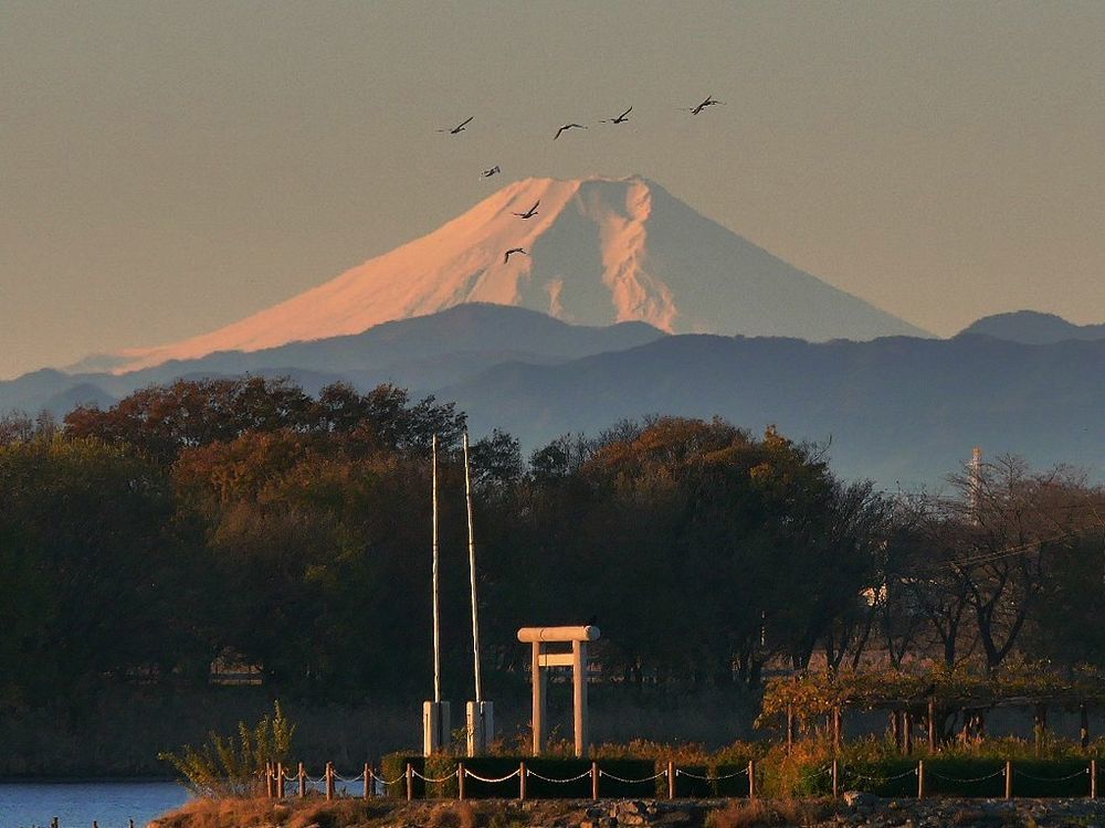 今朝もハクチョウが富士山上を飛んだ♪・・・多々良沼の富士山ビューポイント_a0031821_11565241.jpg