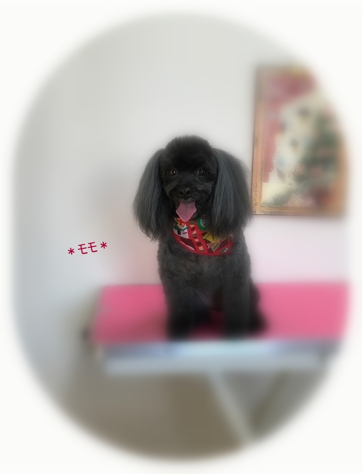 ももちゃん_a0315823_20053219.jpg