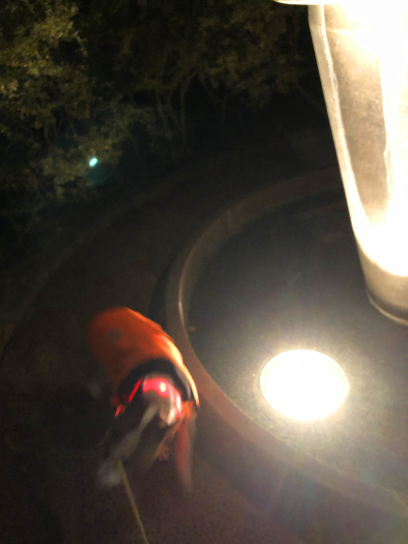 夜は超ショートなお散歩_b0310424_13085249.jpg