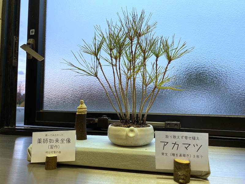 アカマツ 寄せ植え 薬師如来坐像 節約ミニ盆栽記