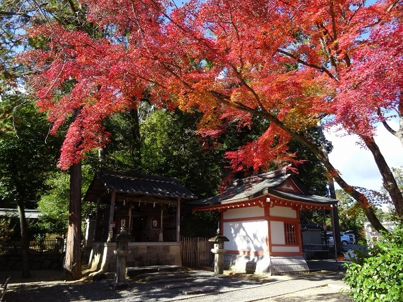 長岡天満宮の紅葉 彩の気まぐれ写真 長岡天満宮の紅葉 彩の気まぐれ写真