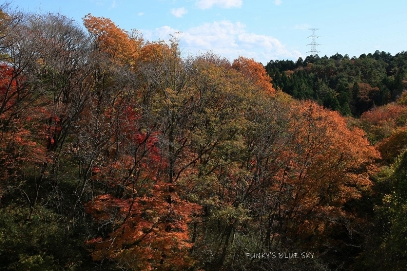 あの日のもみじは・・_c0145250_09491940.jpg